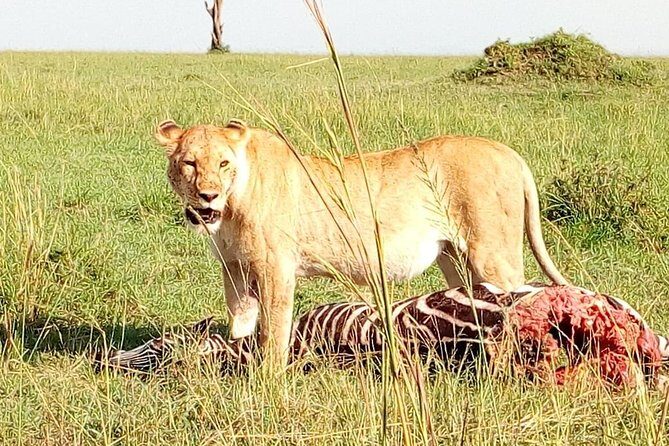 Tsavo East & west, Amboseli 5days from Mombasa - Price and value: what $1,100 covers and what to budget extra