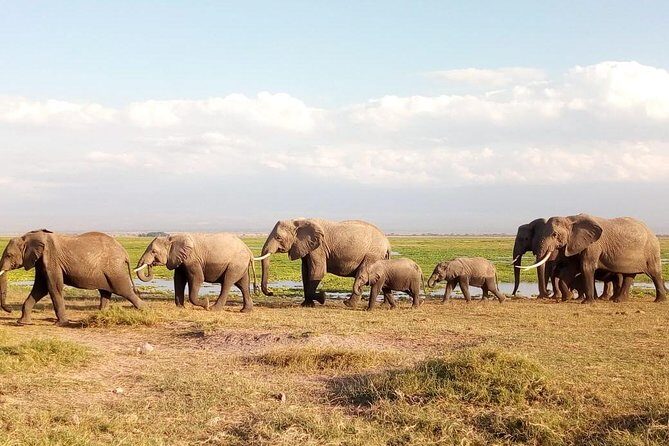 Tsavo East & west, Amboseli 5days from Mombasa - What the included meals really mean for your day
