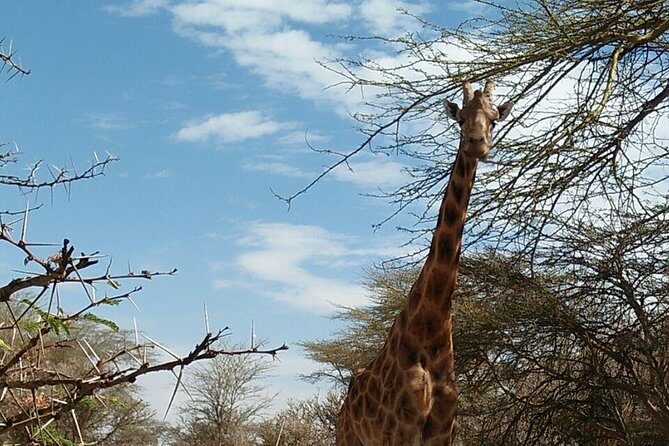 Tsavo East & west, Amboseli 5days from Mombasa - Day 2 Tsavo West: breakfast, Mzima Springs, and Ngulia Safari Lodge