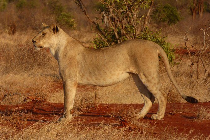 Tsavo National Park Small group Day trip - Should you book Tsavo National Park Small Group Day trip from Mombasa?