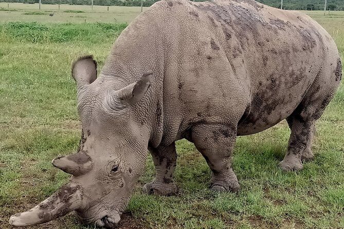 Vegans special safari - Day 1 in Nairobi: Airport Welcome and That First Wildlife Hint