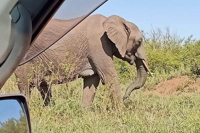 Vegans special safari - Maasai Mara Days 3 and 4: When the Safari Rhythm Hits Its Peak