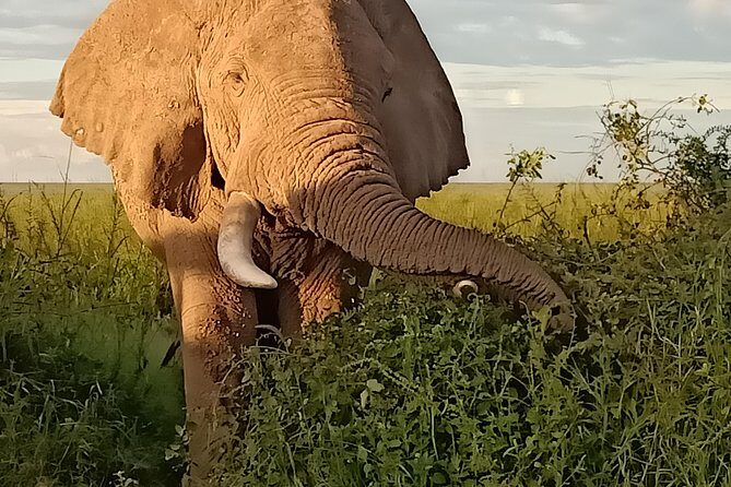 Vegans special safari - Lake Nakuru (Day 6): Rhinos, Flamingos, and a Waterfall Detour
