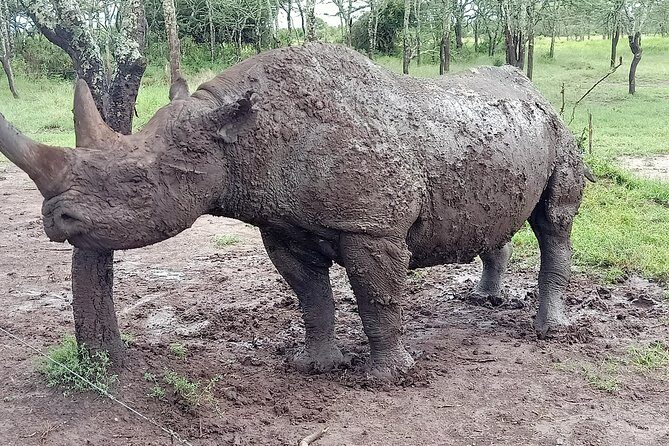 Vegans special safari - Amboseli National Park Days 9 and 10: Elephants and Kilimanjaro Views