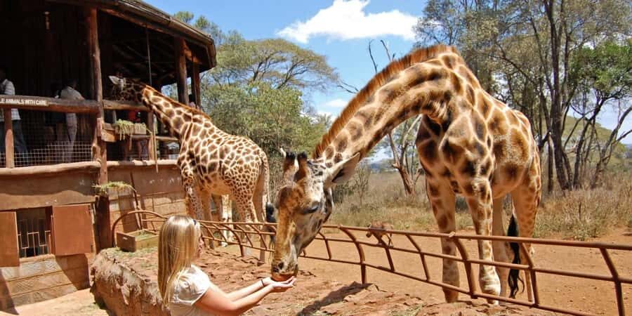 Visit to the Giraffe Centre - Where the Giraffe Centre fits in Nairobi (Langata, not the city center)