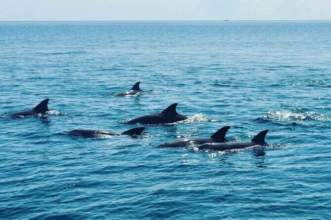 Wasini Dolphin Snorkeling - The pacing: an 8-hour day with multiple transport segments