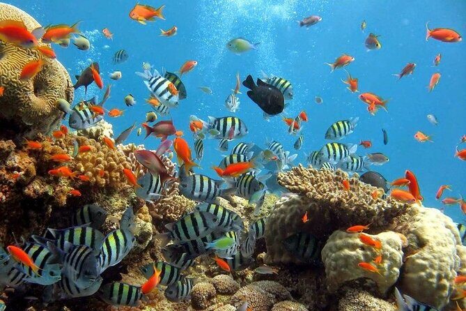 Wasini Dolphin Snorkeling - Price and value: is $130 per person a fair deal?