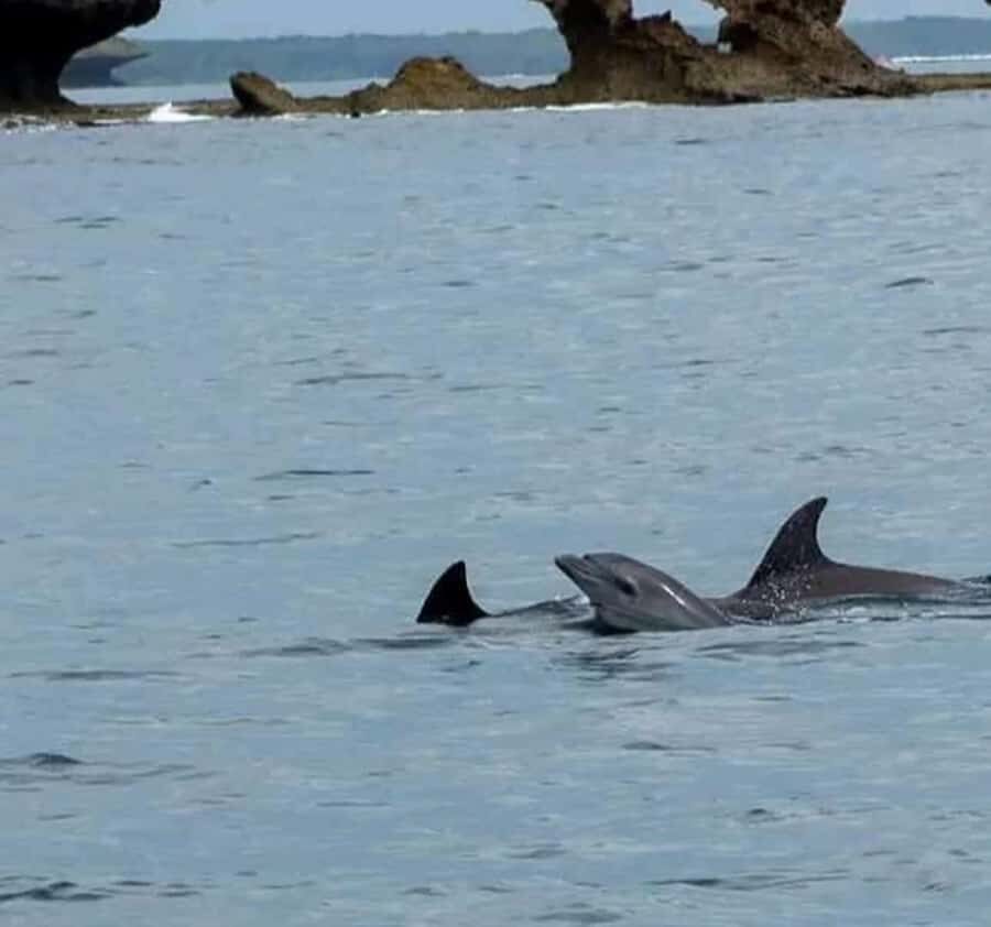 Wasini island: Marine Park, Dolphin Watch & Village Tour - Key things to know before you go