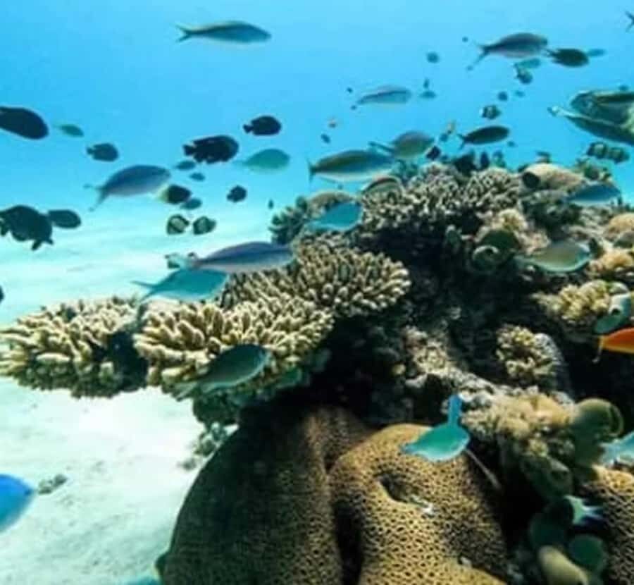 Wasini island: Marine Park, Dolphin Watch & Village Tour - Wasini Island and Kisite Marine Park: the vibe of a shared dhow day