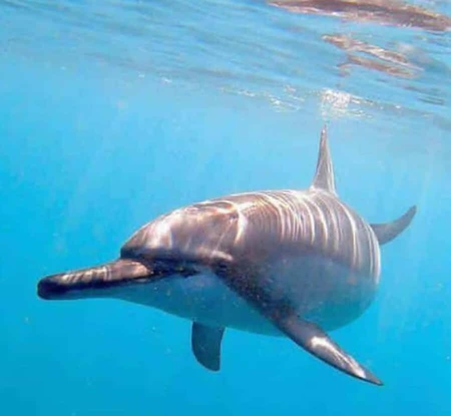 Wasini island: Marine Park, Dolphin Watch & Village Tour - Shimoni Caves: an optional stop with heavy meaning