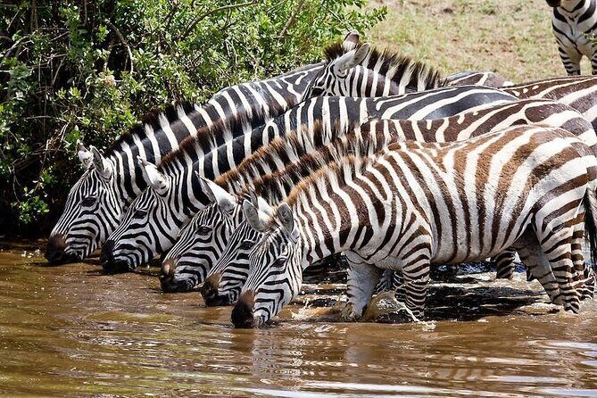 Wildebeest Migration in Masai Mara and Sightseeing 4 Days Tour - From Nairobi to the Mara: The Road Trip That Sets the Tone