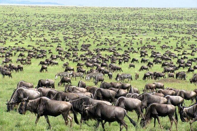Wildebeest Migration in Masai Mara and Sightseeing 4 Days Tour - Day 1 in Masai Mara: Game Drive Time Plus a Maasai Village Moment